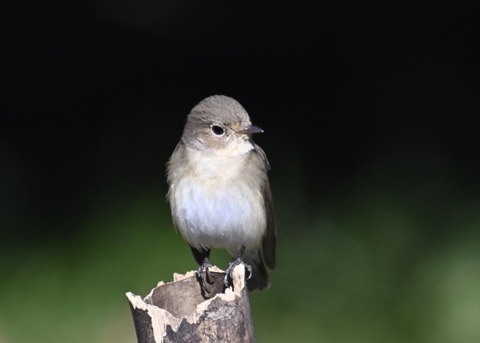 ニシオジロビタキ♀4352