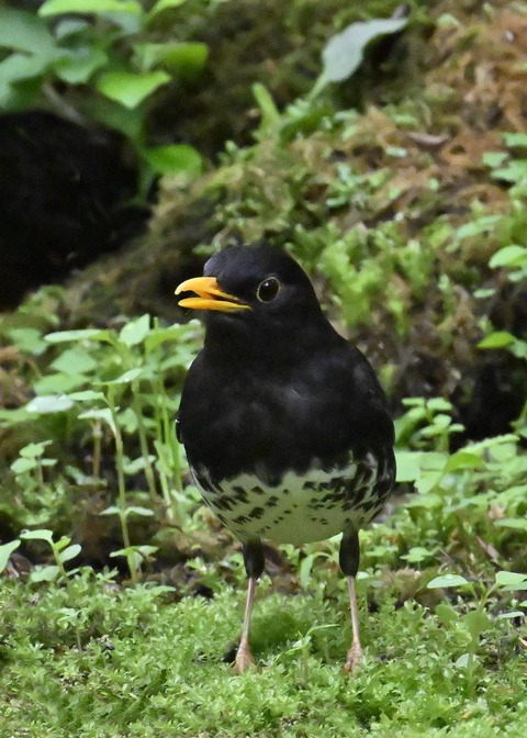 クロツグミ♂2723