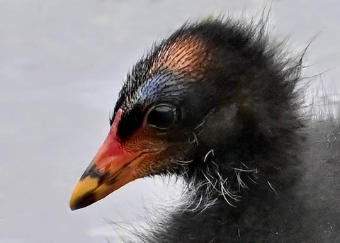 バンのヒナ1001(1125)