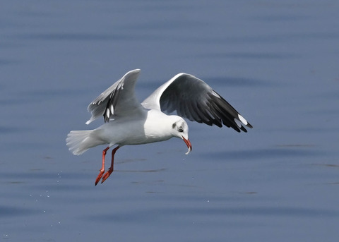 チャガシラカモメ3326