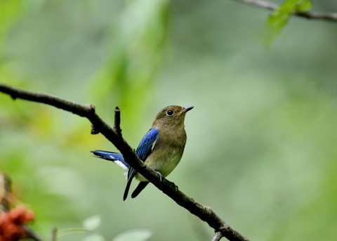 オオルリ♂若鳥0641