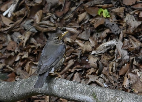 クロツグミ幼鳥6196