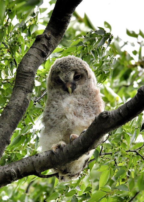 フクロウのヒナ①3835