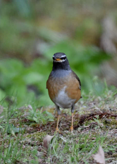 マミチャジナイ♂1210