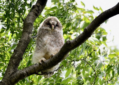 フクロウのヒナ①4233