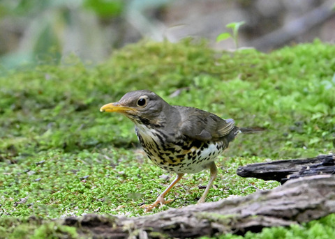 クロツグミ♀1868