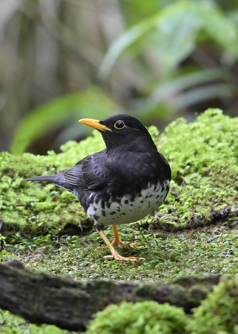 クロツグミ♂4048