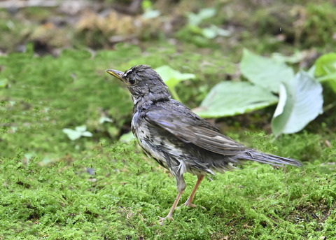 クロツグミ♂幼鳥5552