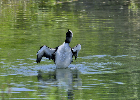 羽ばたく・シロエリオオハム9380