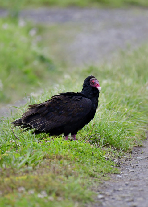 ヒメコンドル0682