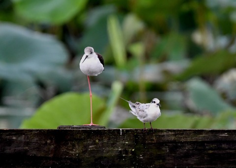クロハラアジサシ幼鳥2837