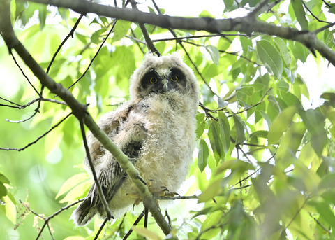 トラフズクのヒナ2060
