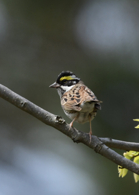 キマユホオジロ♂0795