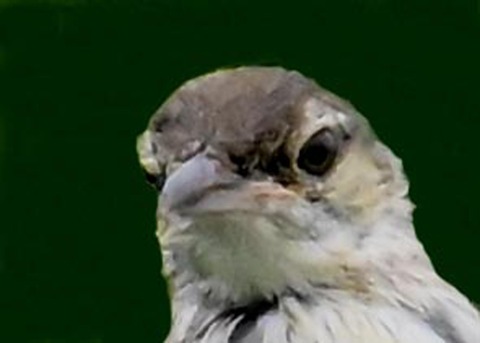 オオヨシキリ1000