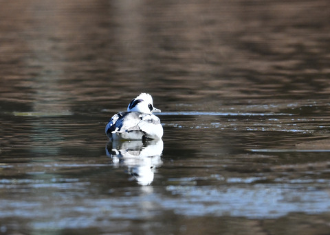 ミコアイサ♂8202