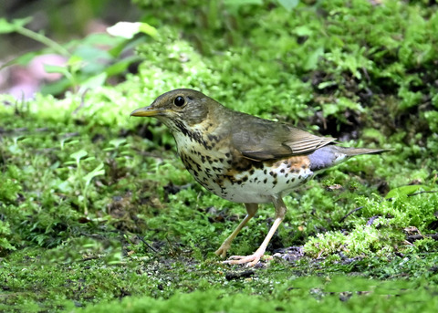 クロツグミ♀0006