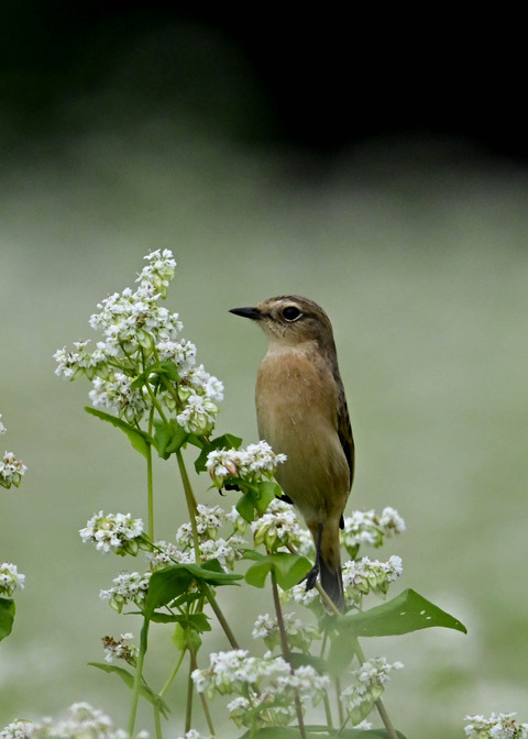 ノビタキ♀5330