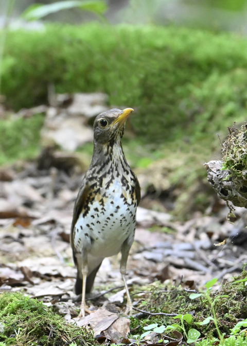 クロツグミ♀1047