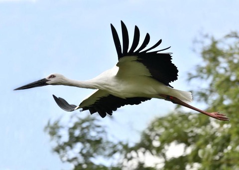 飛ぶ・コウノトリ3096