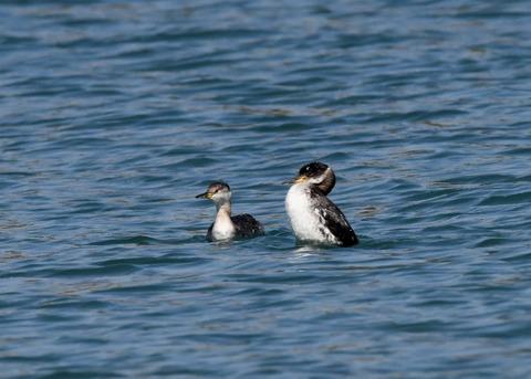 アカエリカイツブ7061