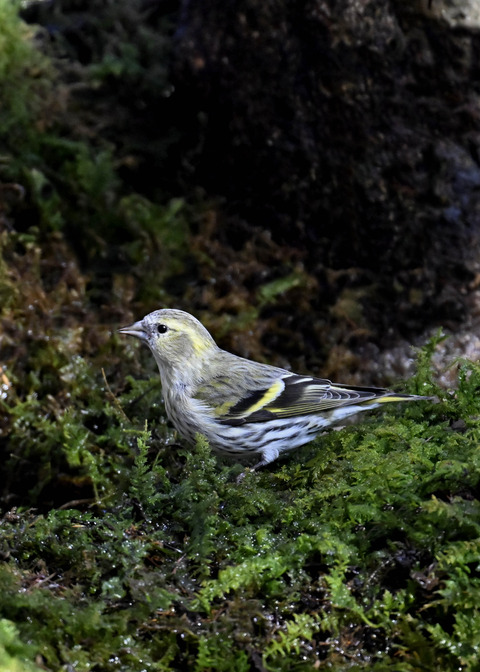 マヒワ♀7747