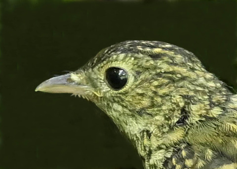 キビタキ幼鳥0000