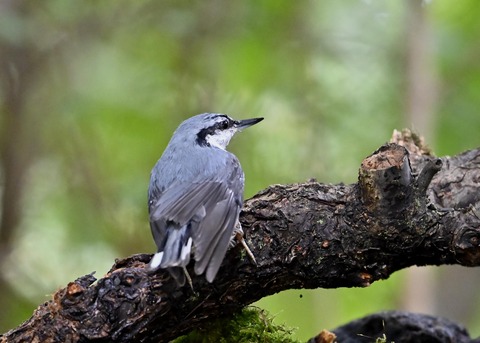 ゴジュウカラ4142