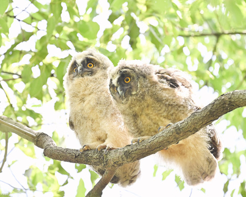 トラフズクの雛3685