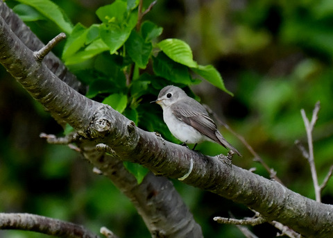 コサメビタキ7257