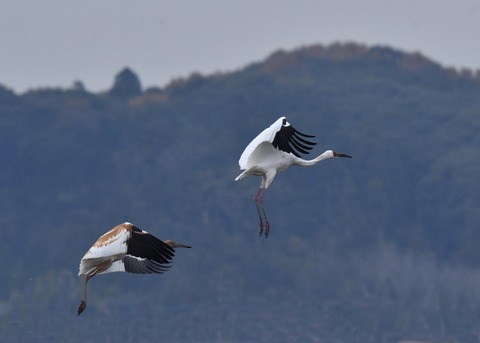 飛ぶ・ソデグロヅル7880