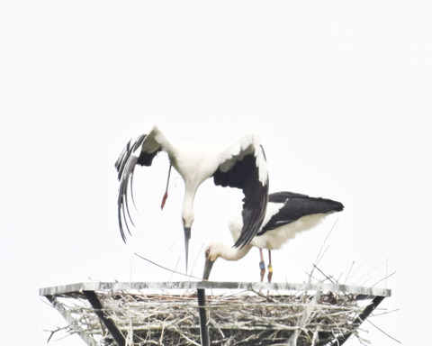 コウノトリのペアー0013