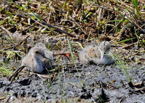 セイタカシギのヒナ①②③④5628