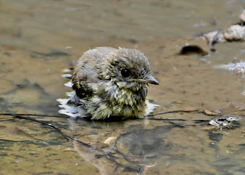 オオルリ♀幼鳥1099