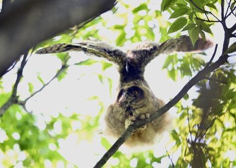 トラフズクのヒナ1076