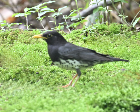 クロツグミ♂5895