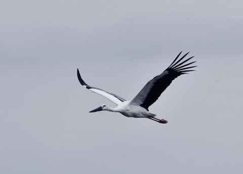 飛ぶ・コウノトリ3388