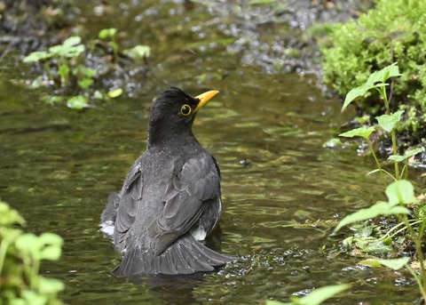 クロツグミ♂3540