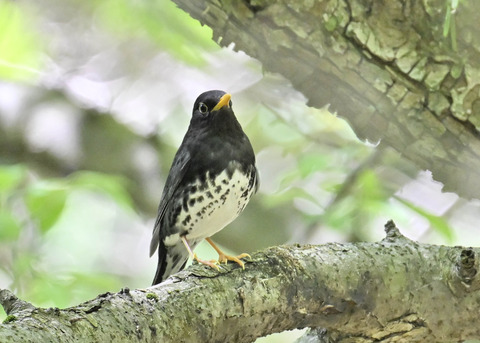 クロツグミ♂5459