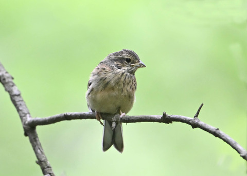 ホオジロ幼鳥3494