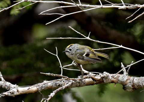 キクイタダキ9935