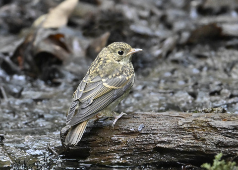 キビタキ幼鳥2728