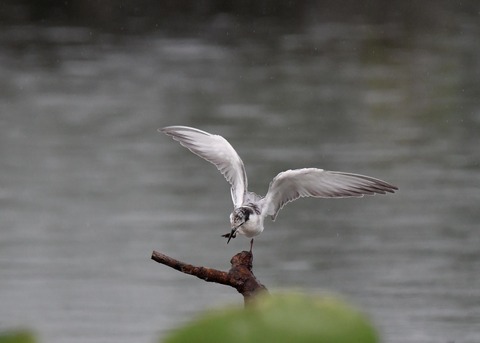 クロハラアジサシ幼鳥1845