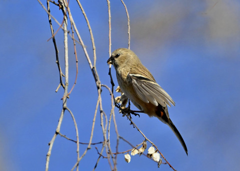 ベニマシコ♀5469