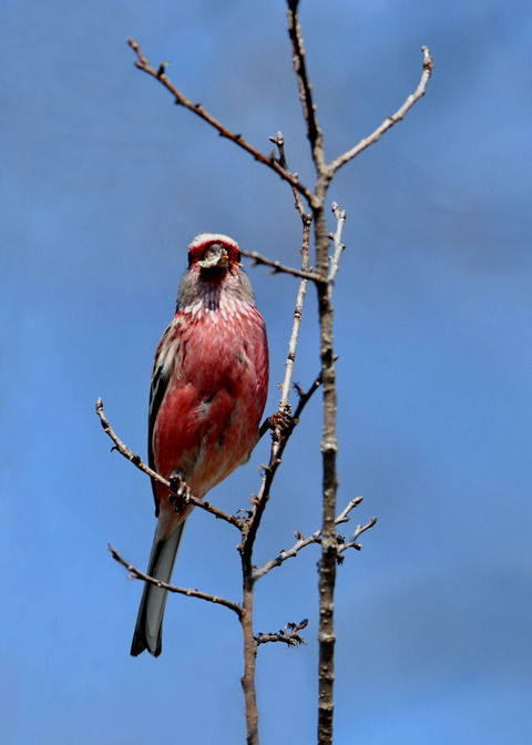 ベニマシコ♂2850