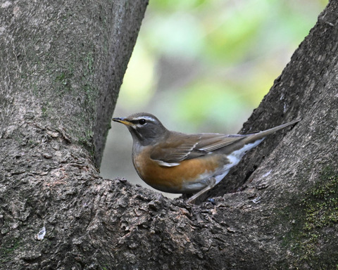 マミチャジナイ2841