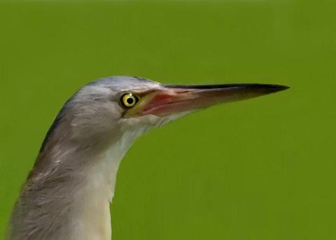 ヨシゴイ7001(7698)