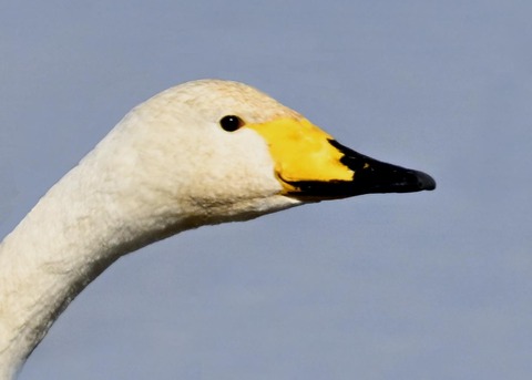 オオハクチョウ3004