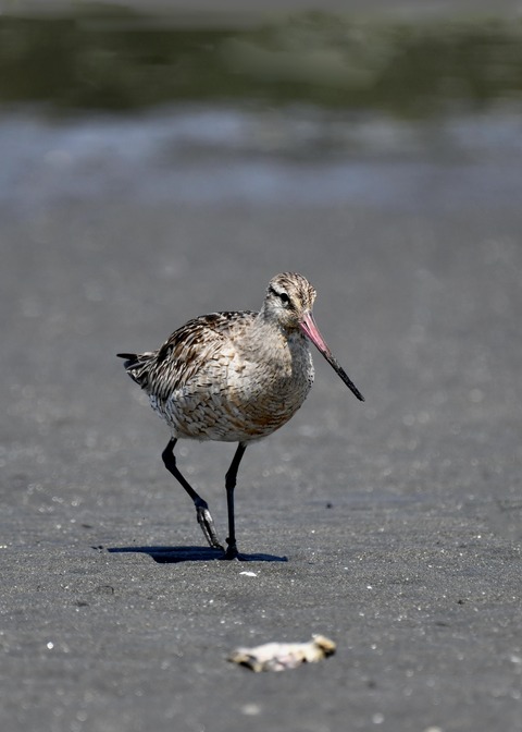 オオソリハシシギ2072