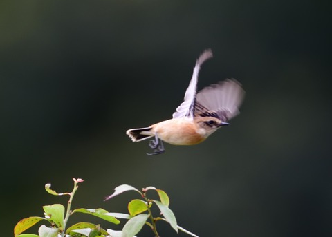 ノビタキ♀冬羽4058