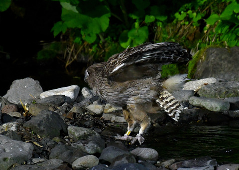 シマフクロウ♀1396